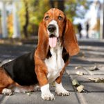 Tout savoir sur le basset hounds