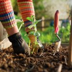 Conseils de jardinage simples et faciles