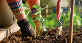 Conseils de jardinage simples et faciles