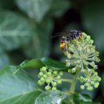 Nid des frelons asiatiques à Alès: comment le détruire ?