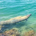 manatee