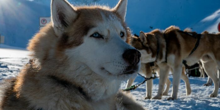 races de chiens