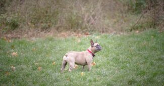 Collier pour chien