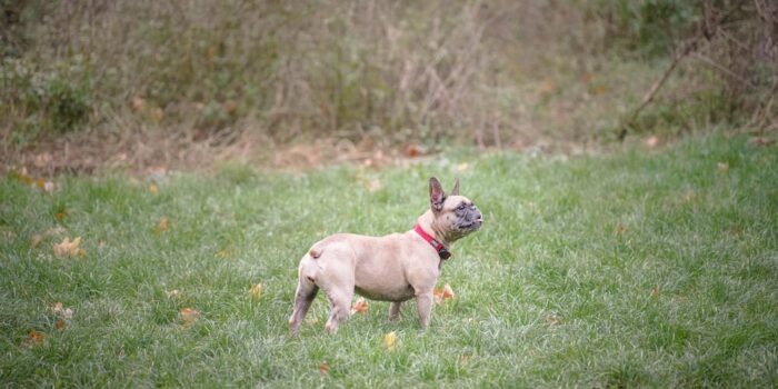 Collier pour chien