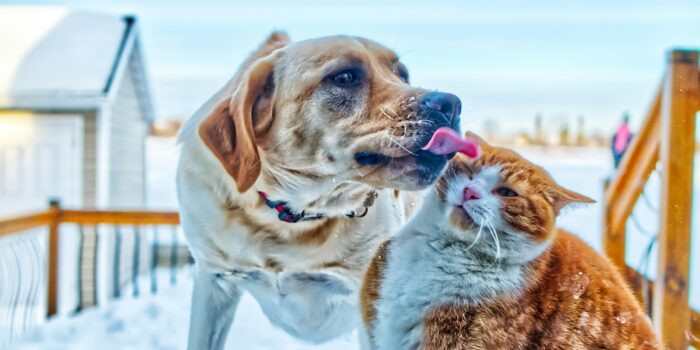 soins des griffes pour chiens et chats