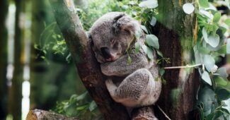 changement climatique sur la faune mondiale