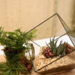 Un terrarium débutants