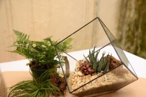 Un terrarium débutants