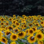 Les jardins botaniques