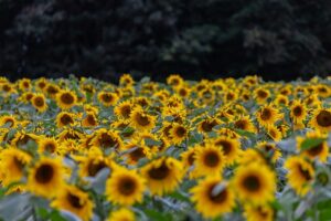 Les jardins botaniques