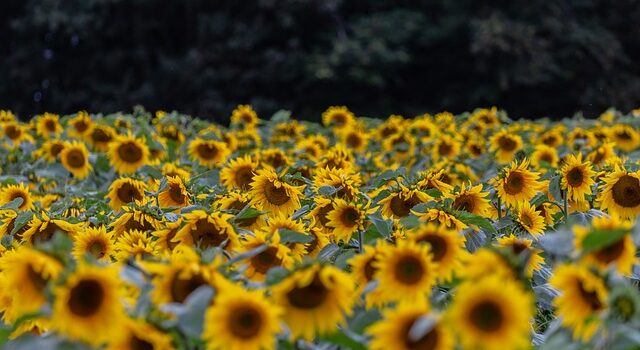 Les jardins botaniques