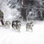 Les chiens de traîneau