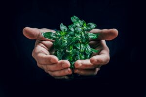 plante verte sur la main d'une personne